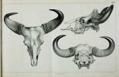 sloth unleashed #skeleton #white #macabre #anatomy #black #cow #illustration #horn #and #skull #bull #animal #sketch #bones