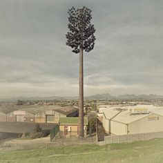 Cell phone towers disguised as trees by South African artist Dillon Marsh #tree #tower #art