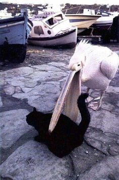 tumblr_ltqrm39wBy1qhxlkdo1_1280.jpg (500×757) #funny #nature #cat #pelican