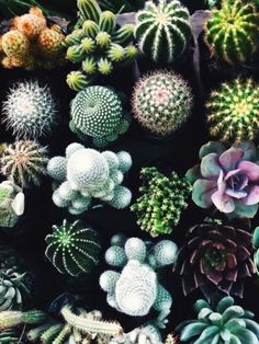 good things #cactus