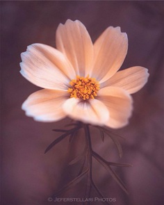 Beautiful Macro Flower Photography by Jeferson Silva Castellari