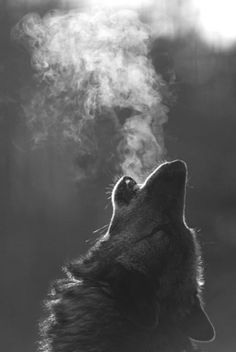 tumblr_l4msspxeWk1qza249o1_400.jpg 400×597 pixels #breath #wolf