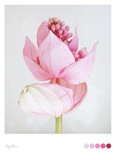 FFFFOUND! | 希望_hope | Flickr - Photo Sharing! #flora #pink #pantone #flower #colour