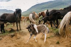 #iceland #horse #animals #foal #photo
