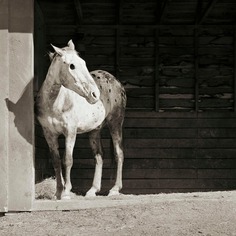 Buddy, Appaloosa Horse, Age 28