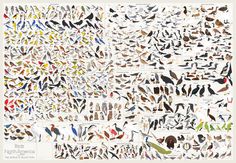 bird, birds, illustration, many, chart