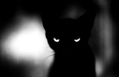 FFFFOUND! #white #cat #black #photography #and