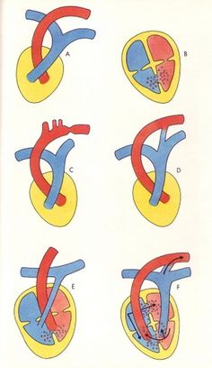 heart #heart #illustration #medical #textbook