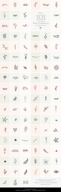 PNG 101 Hand Drawn Botanical Element