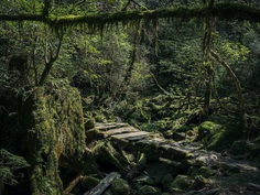 Yakushima - The Forest Spirit: Landscape Photography by Raphael Olivier