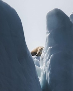 The Silent Arctic Photographic Expedition in Greenland by Joe Shutter