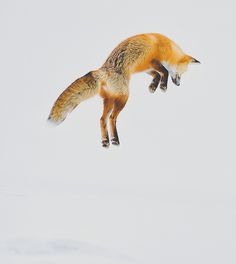 Foxy.