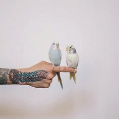 napoleonfour #fly #budgie #two #bird