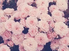 Minoo #blush #photography #flowers