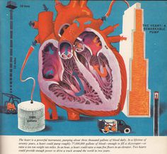 The Human Body: What It Is and How It Works, in Vibrant Vintage Illustrations circa 1959 | Brain Pickings #heart #illustration #infography #anatomy