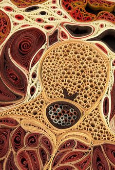 Anatomical Cross Sections Made with Quilled Paper by Lisa Nilsson | Colossal #papercraft #paper #art