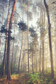 Tumblr #forest