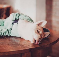 Adorable Huskies Photo with Human Clothes by Erica Tcogoeva #dogs #animals #photography #inspirations #dogs #animals #photography #inspirati
