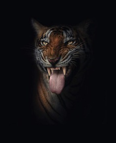 Dramatic Portraits of Wildlife Big Cats by Shaaz Jung
