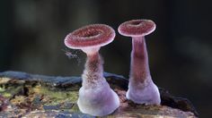 World Of Australian Mushrooms Photography by Steve Axford #nature photography #Mushroom photos #macro photography