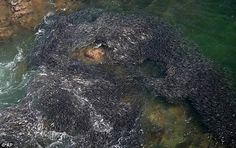 Japan earthquake: Swarms of fish off coast of Acapulco caused by tsunami? | Mail Online #fish #acapulco #nature #odd #tsunami