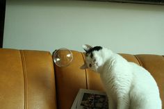 http://24.media.tumblr.com/tumblr_m5u9djrXjj1qzzfgmo1_500.jpg #bubble #photo #look #cat