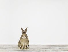 Bunny No. 1 - Sharon Montrose - Animal Photos - Wildlife Photography - Limited Edition Prints - Nursery Decor -Wall Decor -Gift Ideas - Unique Gifts - #photography #bunny