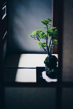 bonsai | Tumblr