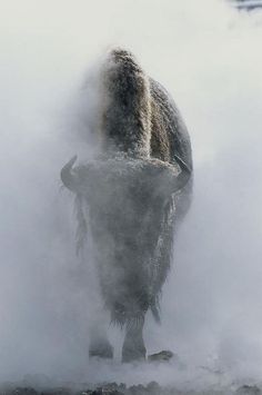 THE BROWN WORKSHOP #bison #animal #fog