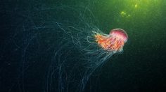 Amazingly Detailed Underwater Photography #color #fish #jellyfish #photography #underwater