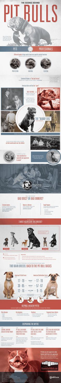 Pit bulls have a bad reputation, but it has not been earned by the dogs alone. Learn more about the science of pit bulls from this infograp