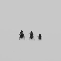 Jonas Eriksson » Every Reason to Panic #photography #flies #minimalism