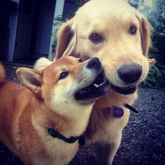 Learning how to share. #cute #dogs