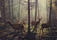 Piccsy :: Recent posts #sun #photography #deer