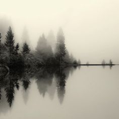 love.beauty #fog #photo #nature #lake #forest #trees