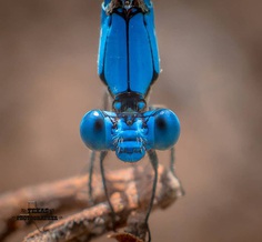 #macro_vision: Macro Insect Photography by Norman Rowsey