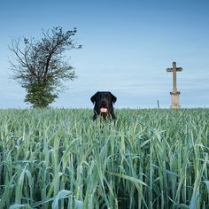 by aba t. #cemetery #tree #dog