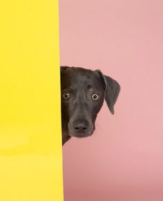 GENERAL PRACTITIONERS - @google.com #color #field #dog