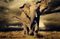 Spectacular Shortlist: Sony's World Photography Awards (15 photos) - My Modern Metropolis #elefant #photography #animal