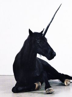 Sara Lindholm - chengi: (via imgTumble) #horse #unicorn
