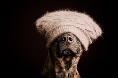 Photograph The hat of shame by Elke Vogelsang on 500px #blind #shame #canine #photography #hat #sight #animal #pet #dog