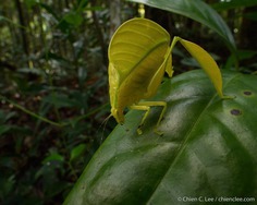 Wildlife Macro Photography in The Borneo Rainforest by Chien C. Lee