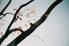 m r g t #ae1 #tree #mrgt #kodak #canon #photography #film #argentic #leaves