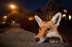 The Wildlife Photographer of the Year 2016 Shortlist