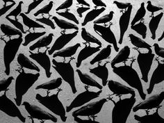 PLUME DE POULE #group #fauna #birds #photography #nature #shadow