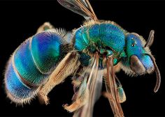 Macro Bee Portraits Photography by Sam Droege #beeMacro #MacroPhotography #InsectPhotos