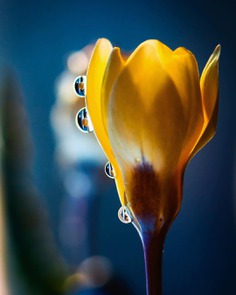 Beautiful Macro Flower Photography by Silvia Kobelova