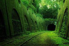 Posted Image #photo #place #tunnel #tracks #abandoned #nature #green