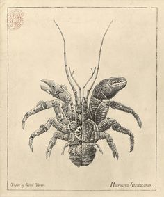 Biomechanical Pencil Drawings of Crustaceans by Steeven Salvat