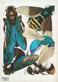 weetstraw.com - Insect Collages #insects #illustration #poster